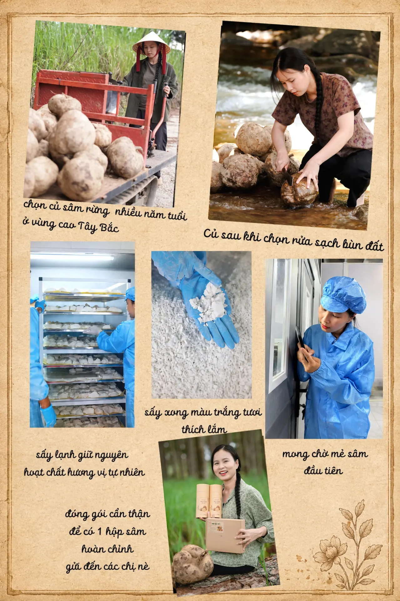 Hành trình làm ra Tinh Sâm Tố Nữ An Vui